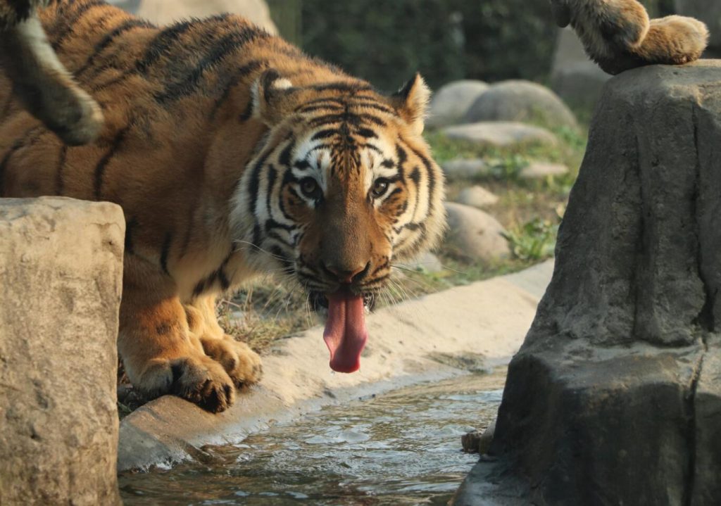 Shanghai Wild Animal Park | Shanghai Travel Guide